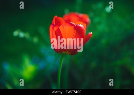 Zwei leuchtende orangefarbene Blüten sind wunderschön auf üppig grünen Pflanzen im Vordergrund zu sehen Stockfoto