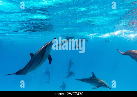 Verspielte Rotes Meer Spinner Delfine, Stenella longirostris, schwimmen im klaren blauen tropischen Wasser Stockfoto