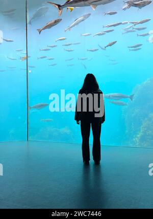 Das Mädchen steht vor einem großen Aquarium mit Fischen. Ozeanarium mit Haien Stockfoto