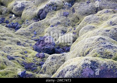 Moosbedecktes Lavafeld in der Nähe von Kirkjubaejarklaustur, Südosten Islands Stockfoto