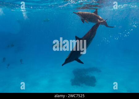 Schnorchler schwimmen mit verspielten Roten Meer Spinner Delfinen, Stenella longirostris, schwimmen im klaren blauen tropischen Wasser Stockfoto