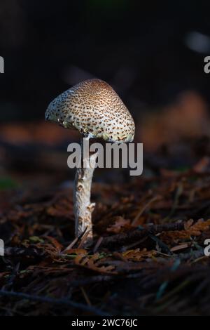 Kastaniendudel oder Petite Parasol (Lepiota castanea) Stockfoto