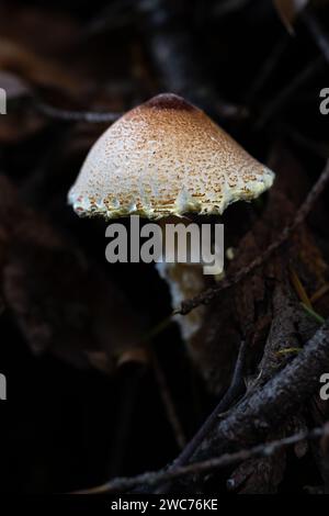 Kastaniendudel oder Petite Parasol (Lepiota castanea) Stockfoto