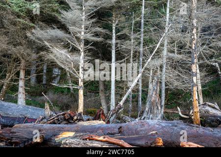 WA23989-00...WASHINGTON - Bäume am Rialto Beach wurden durch Salzwasser und riesige Baumstämme am Ufer des Olympic National Park getötet. Stockfoto