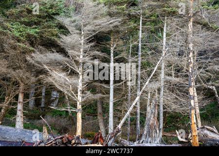 WA23990-00...WASHINGTON - Bäume am Rialto Beach wurden durch Salzwasser und riesige Baumstämme am Ufer des Olympic National Park getötet. Stockfoto