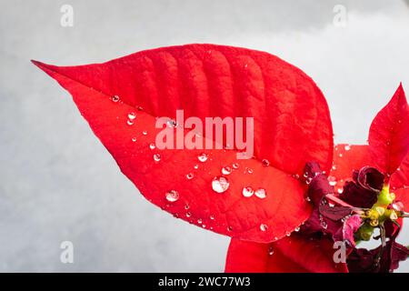 Wassertropfen auf dem roten Blatt der Weihnachtsstern, auch bekannt als Weihnachtsblume Stockfoto