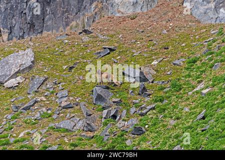 Ein Polarfuchs patrouilliert durch die Hocharktis bei Alkefjellet auf den Svalbard-Inseln Stockfoto