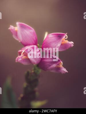 Red Turtlehead, Chelone obliqua, machte einen Ausflug nach Wye Valley, Buxton, Großbritannien Stockfoto