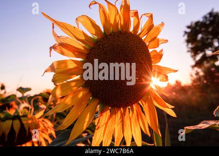 Sunflare hinter einer Sonnenblume aus nächster Nähe Stockfoto
