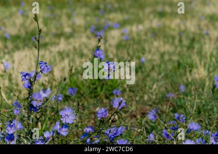 Blaue Zichorienblüten auf einem Sommerfeld. Stockfoto