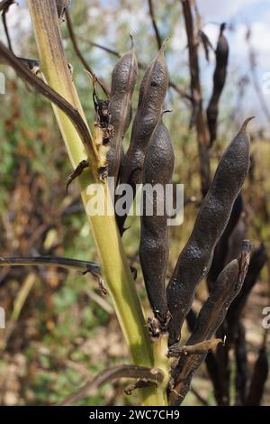 Reife Schoten der breiten Bohnen. Eine wertvolle Protein- und Bodenverbesserungsquelle. Stockfoto