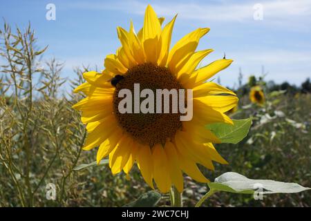 Blüte einer Sonnenblume in einem Wildblumenstreifen am Rand eines Feldes im Hintergrund mit einer Hummel. Stockfoto