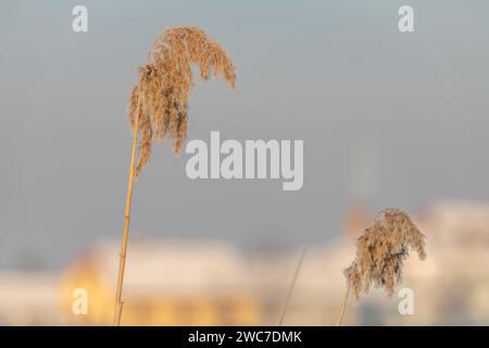 Schneebedeckter kalter Tag in der Nähe des nebligen hellen Dorfes mit eisorangefarbenem Schilf Stockfoto