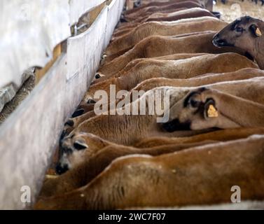 Barbados Blackbelly-Schafe ernähren sich am 14. Januar 2024 in einer ökologischen Schafzucht in den Vororten von Krakau, Polen. Die Besitzer der Farm organisieren lehrreiche und therapeutische Treffen, bei denen ganze Familien Zeit mit den Tieren verbringen können. Die Farm züchtet Barbados Blackbelly Schafe und Jersey, Hochland und simmental Rinder. Stockfoto