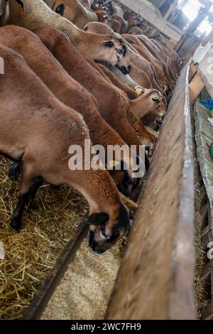 Barbados Blackbelly-Schafe ernähren sich am 14. Januar 2024 in einer ökologischen Schafzucht in den Vororten von Krakau, Polen. Die Besitzer der Farm organisieren lehrreiche und therapeutische Treffen, bei denen ganze Familien Zeit mit den Tieren verbringen können. Die Farm züchtet Barbados Blackbelly Schafe und Jersey, Hochland und simmental Rinder. Stockfoto