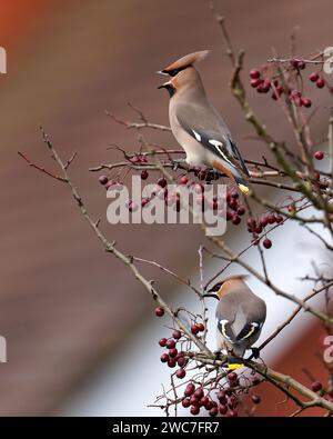 Ein Paar böhmische Wachsflügel-Bombycilla garrulus auf Weißdornbeeren-Crataegus monogyna. Winter. Uk Stockfoto