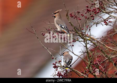 Ein Paar böhmische Wachsflügel-Bombycilla garrulus auf Weißdornbeeren-Crataegus monogyna. Winter. Uk Stockfoto