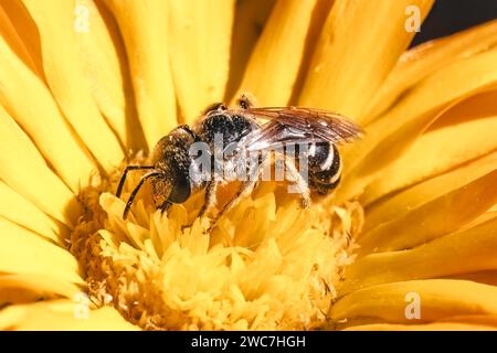 Nahaufnahme einer einheimischen, winzigen Halictus Sweat Bee aus dunklem Metallic-Metall mit gestreiftem Bauch, die sich von einer gelben Ringelblume ernährt. Long Island, NY Stockfoto