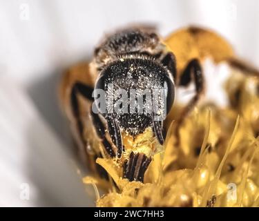 Äußerste Nahaufnahme einer einheimischen winzigen Halictus Sweat Bee aus dunklem Metallic, die eine weiße Kosmos-Blume bestäubt und ernährt, Frontalansicht. Long Island, NY Stockfoto