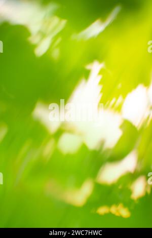Idyllischer abstrakter grüner Bokeh-Hintergrund. Frühling oder Sommer abstrakte Natur Hintergrund. Stockfoto
