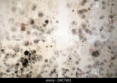 Giftiger schwarzer Schimmel Stachybotrys Chartarum wächst an der Wand eines Hauses. Stockfoto