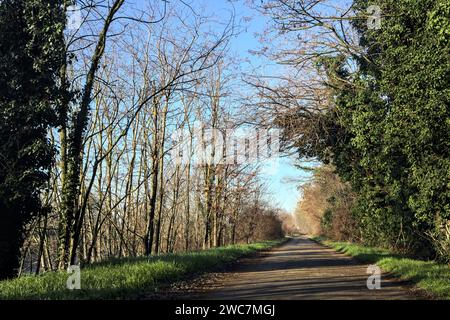 Gepflasterter Weg in einem Park Stockfoto