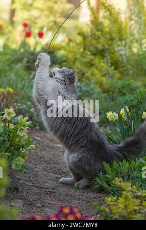 Frau und süße Katze im Garten. Mit der Katze spielen Stockfoto