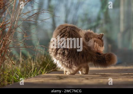 Haustier ruht und leckt Pfoten auf dem Hintergrund der Natur. Die hübsche Katze leckt an einem sonnigen Sommertag nach dem Essen die Pfoten. Stockfoto