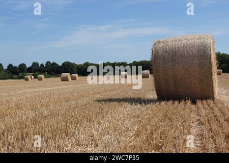 Runde Strohballen leuchten im Sommer in Hessen vor einem blauen Himmel vor einem ernteten Getreidefeld. Stockfoto