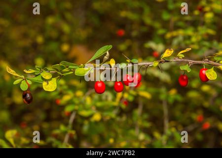 Japanische Berberitze - Berberis thunbergii Stockfoto