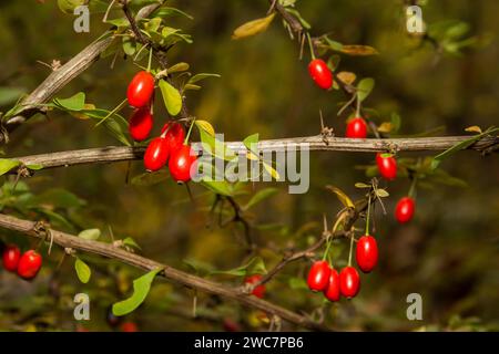 Japanische Berberitze - Berberis thunbergii Stockfoto