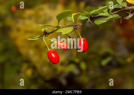 Japanische Berberitze - Berberis thunbergii Stockfoto