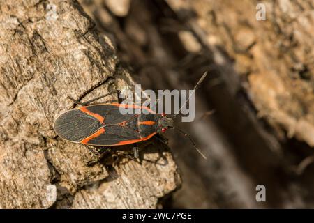 Boxelder Bug - Boisea trivittata Stockfoto