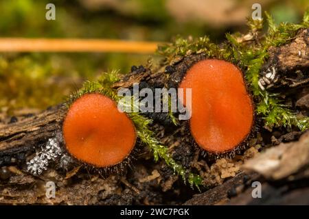 Gemeinsamer Wimpernbecher - Scutellinia scutellata Stockfoto