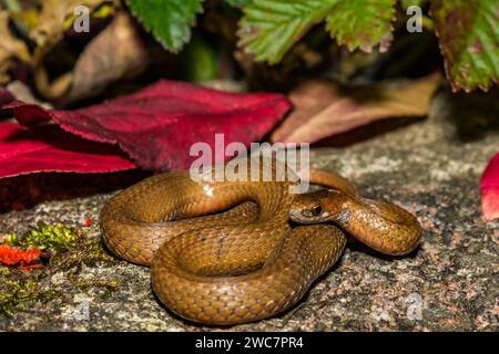 Rotschlange - Storeria occipitomaculata Stockfoto