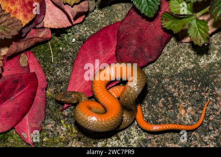 Rotschlange - Storeria occipitomaculata Stockfoto