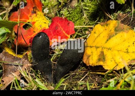 Toter Mann Finger - Xylaria polymorpha Stockfoto