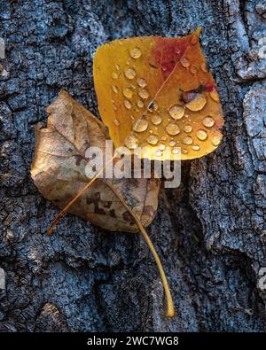 Aspen verlassen mit gefrorenen Tautropfen auf Baumstamm im Rocky Mountain National Park, Colorado Stockfoto