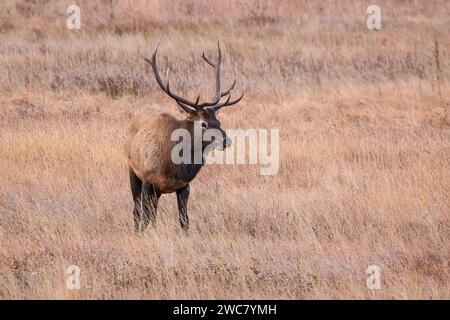 Bullenelche stehen auf dem Feld im Rocky Mountain National Park, Colorado Stockfoto