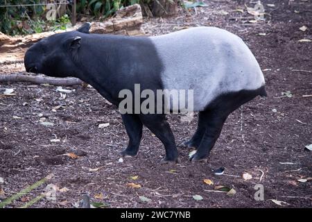 Die Vorderseite und der schwarze oder malaysische Tapir sind schwarz und die Mitte weiß. Die Nase und die Lippe werden verlängert, um eine kurze Schnauze zu bilden. Stockfoto