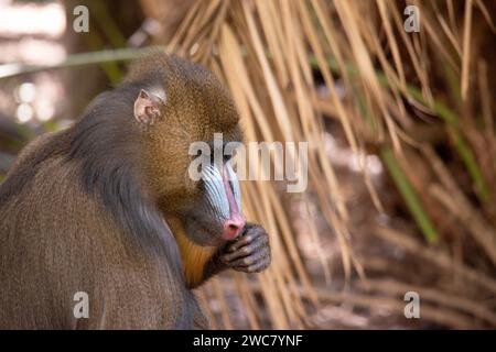 Der Mandrill hat dicke, violette und blaue Rillen entlang der Nase, rote Lippen und Nase und einen goldenen Bart. Stockfoto