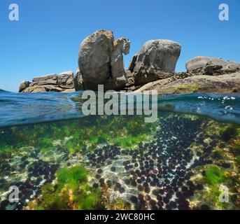 Große Felsen am Meeresufer mit einer Gruppe von Seeigeln unter Wasser, geteilter Blick über und unter der Wasseroberfläche, Ostatlantik, natürliche Szene, Spanien Stockfoto