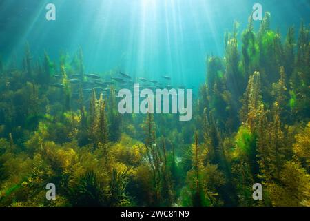 Sonnenlicht unter Wasser mit Meeresalgen und einer Fischschwärme (bogue) im Atlantik, Naturszene, Spanien, Galicien, Rias Baixas Stockfoto