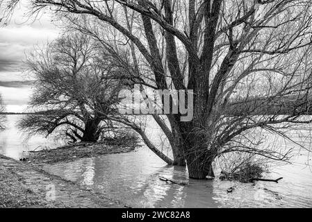 Kunststoffabfälle, feste Abfälle, Holzspäne im Fluss, Kanal, entlang der Küste oder Ufer. Querformat. Stockfoto