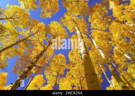 Farbenfrohe gelbe Herbstaspen und klarer blauer Himmel in Colorado Stockfoto