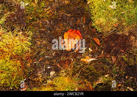 (Dyscophus Antongilii) in der Natur, Orangen-Madagaskar-Tomatenfrosch, Dyscophus antongilii, der über den Boden läuft. Großer rot-oranger Frosch auf einem Hintergrund Stockfoto