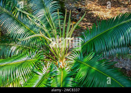 Cycas revoluta Pflanze Junge Triebe von Palmblättern wachsen im Garten auf traditionelle Pflanze für Madagaskar Stockfoto