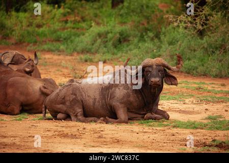 Afrikanischer Büffel, Cape Buffalo Syncerus Caffer, Stier mit grüner Vegetation im Hintergrund. Südafrika Reise-Safari und Wildtierbeobachtung Konzept. Stockfoto
