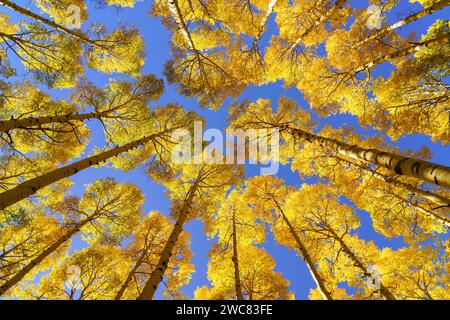 Farbenfrohe gelbe Herbstaspen und klarer blauer Himmel in Colorado Stockfoto