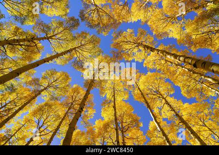 Farbenfrohe gelbe Herbstaspen und klarer blauer Himmel in Colorado Stockfoto